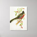 Suche nach john gould poster Ornithologie