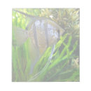 Suche nach fisch und notizblock Wasser