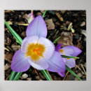 Suche nach krokus poster Blühen