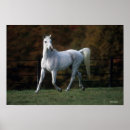 Suche nach arabisches pferd poster Reiter