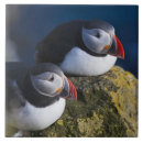 Suche nach klipp fliesen Blau