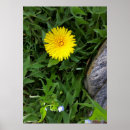 Suche nach nah poster Blume