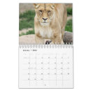 Suche nach lion kalender Löwe