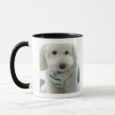 Suche nach miniaturpudel Hund