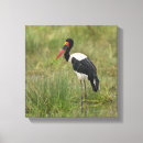 Suche nach roter schnabel poster Tiere
