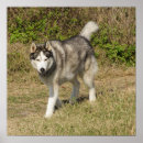 Suche nach siberian husky poster Huskies