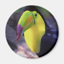 Suche nach toucan magnete Tiere