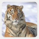Suche nach sibirischer tiger aufkleber Natur