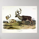 Suche nach karibu poster Rangifer tarandus