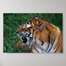 Suche nach wilder tiger poster Africa
