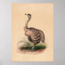 Suche nach vogel strauß poster Natur
