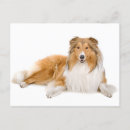 Suche nach collies postkarten Raue collie
