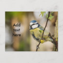 Suche nach tit postkarten Vogelvogel
