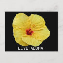 Suche nach gelber hibiskus postkarten Blume