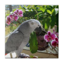 Suche nach orchideen fliesen Phalaenopsis