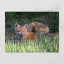 Suche nach kite postkarten Wild lebende tiere