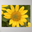 Suche nach wurzel poster Natur