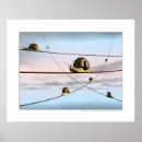 Suche nach schnecken kunst Muscheln