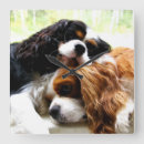 Suche nach cavalier king charles spaniel poster Animal