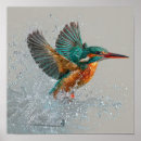 Suche nach kingfish poster Vogelvogel