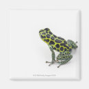 Suche nach grüner frosch magnete Tiere