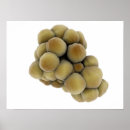 Suche nach zellbiologie poster Biomedizinische illustrationen