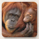 Suche nach orang utans untersetzer Wild lebende tiere