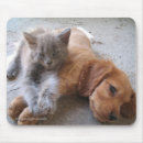 Suche nach freunde mousepads Katze