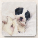 Suche nach misch untersetzer Hund