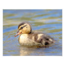 Suche nach wasservögel poster Tiere
