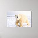 Suche nach eisbär leinwandbilder Alaska