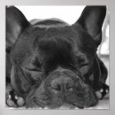 Suche nach stierhund poster Hunde