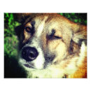 Suche nach hund fotodruck Für sie