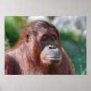Suche nach lustiger affe poster Süß