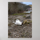 Suche nach jack russell terrier poster Portrait