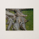 Suche nach alligator puzzle Reptil