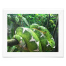 Suche nach giftige schlangen poster Natur