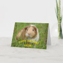 Suche nach meerschweinchen geburtstag karten Süß
