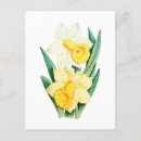 Suche nach narzissen für postkarten Blume