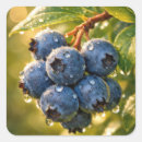 Suche nach reifen aufkleber Beere
