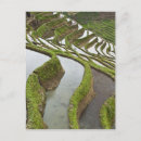 Suche nach yunnan postkarten Landwirtschaft