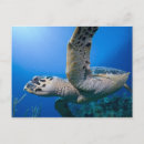 Suche nach cayman islands postkarten Karibik