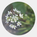 Suche nach weiße blumen aufkleber Grün