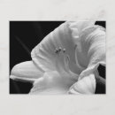 Suche nach tageslilien Blüte