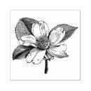 Suche nach hartriegel blume Baum