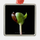 Suche nach samen ornamente Natur