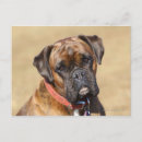 Suche nach boxer dog poster Headshot