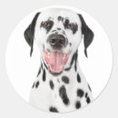 Suche nach dalmatien aufkleber Welpen