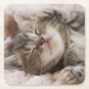 Suche nach babytier untersetzer Süße tiere