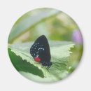 Suche nach schwarze schönheit magnete Natur